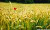 Mohnblume im Feld